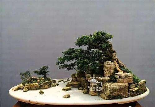 名家教你做水旱盆景选材(二)