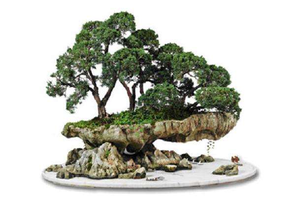 名家教你做水旱盆景选材(二)