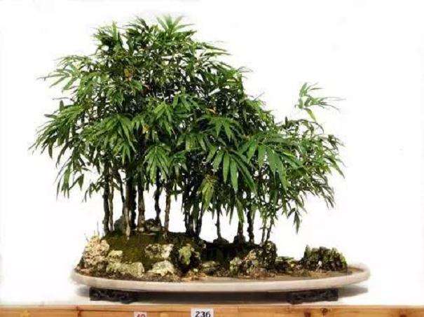 佛肚竹盆景怎么养护与管理的6个方法