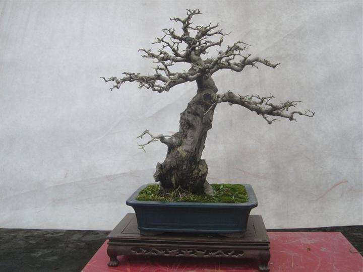 对节白蜡盆景疤痕怎么雕凿4个步骤