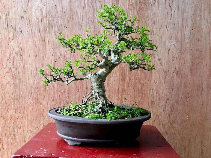 对节白蜡盆景疤痕怎么雕凿4个步骤