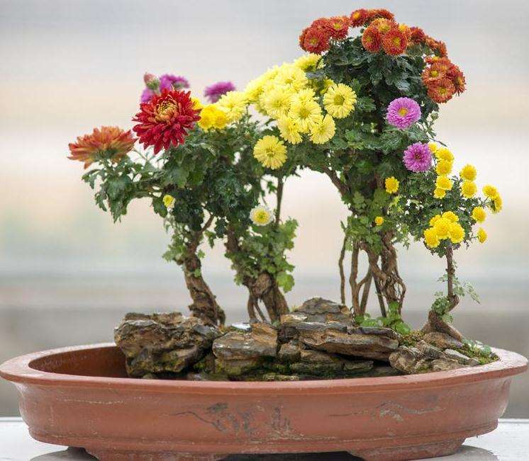 速成菊花盆景制作与养护的5个方面