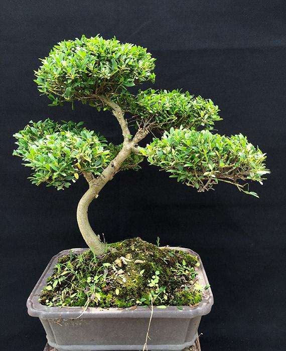 树桩盆景怎么施肥的3个方法