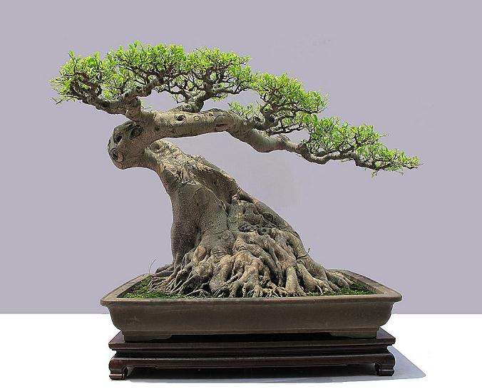 盆景怎么修剪审美的4个特性