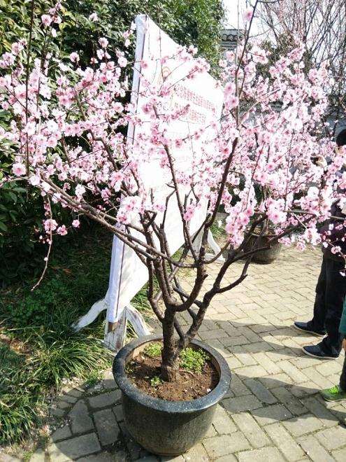 梅花盆景怎么日常养护的3个方法