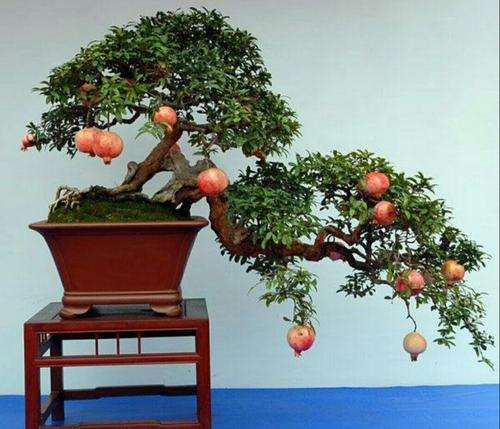 怎么制作千瓣月季石榴盆景的7个方法