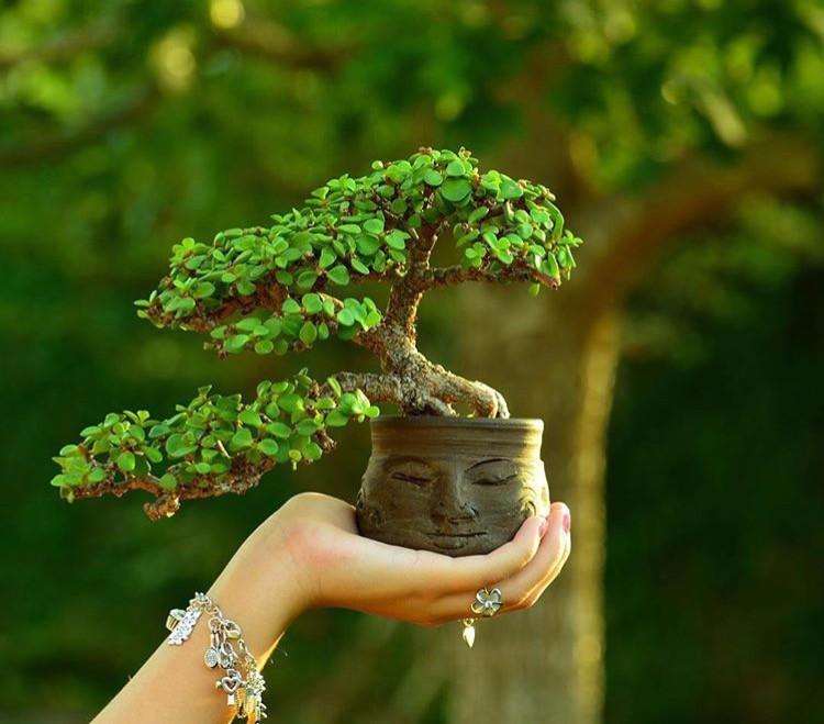 济南微型盆景生根后怎样培养造型