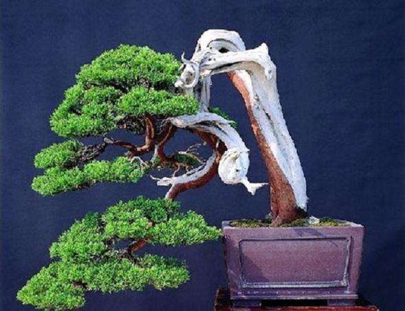 真柏盆景怎么上盆整姿的2个方法