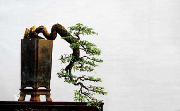 山采树桩盆景成型时间要多久