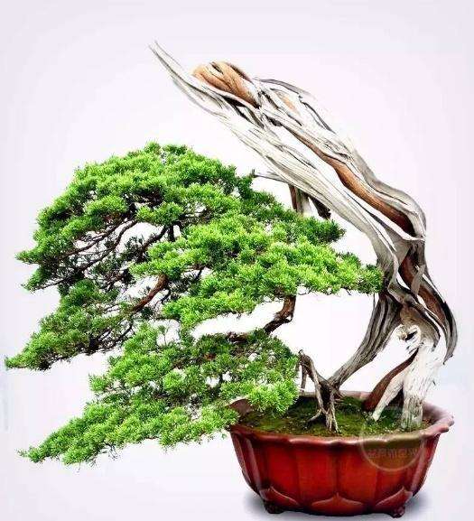 盆景演出前有什么准备事项