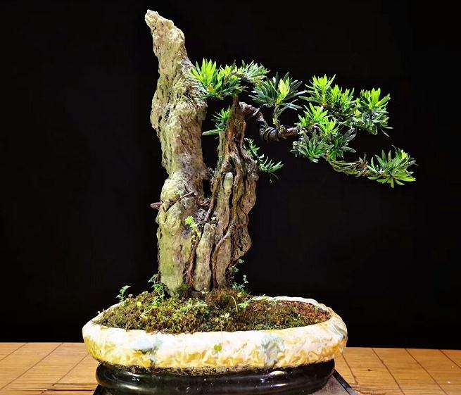 盆景蟠扎应具备的3个条件