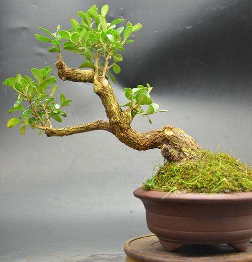 制作盆景怎么选材的方法