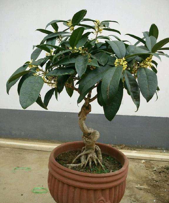 桂花盆景怎么取材与培育措施