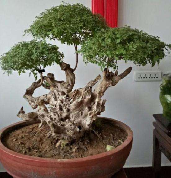 黄荆盆景怎么缩叶的方法