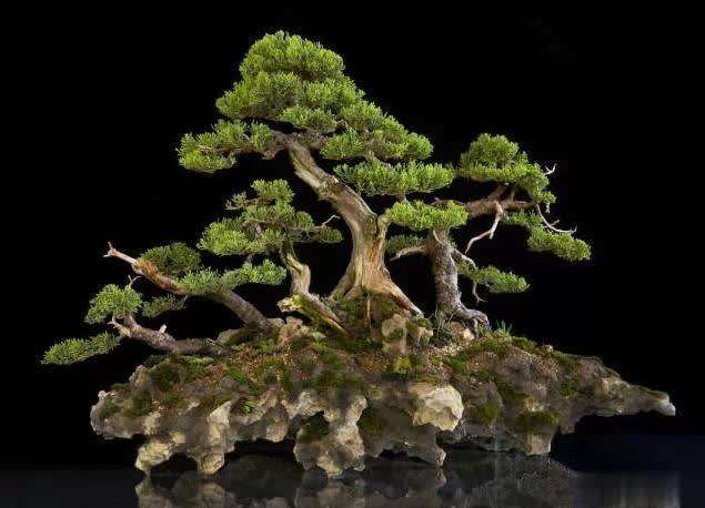 怎样发展树石盆景的3个方法
