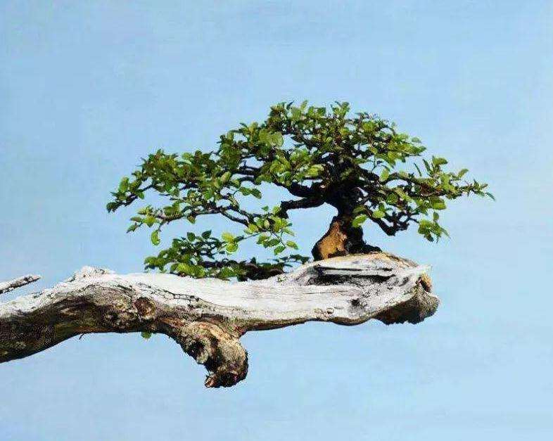 怎样发展树石盆景的3个方法