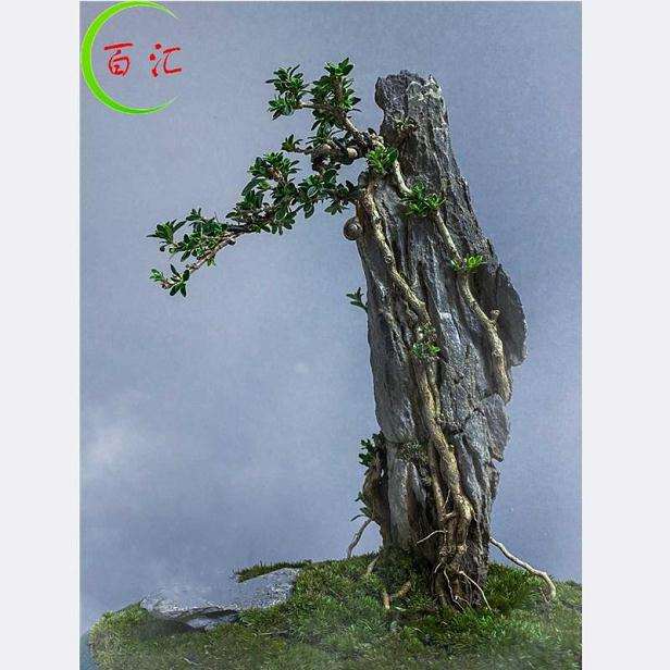 树石盆景怎么配石的10个办法