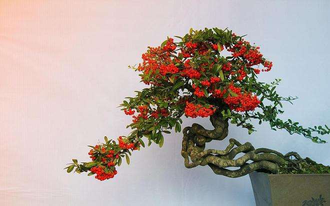 盆景如何防冻的4个方法