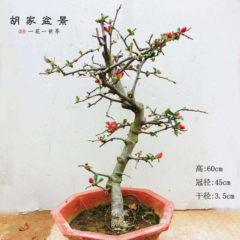 贴梗海棠老桩盆景怎样制作的方法