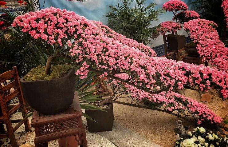 杜鹃盆景怎么养护的9个要点