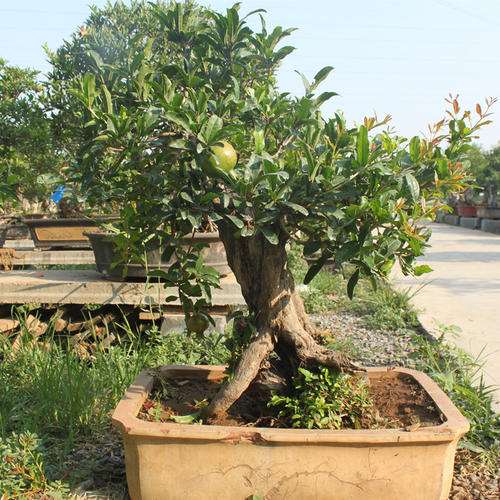 平地木盆景怎么上盆整姿的方法