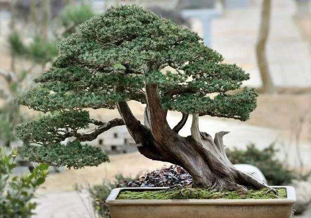 翠蓝柏盆景怎么上盆整姿的方法