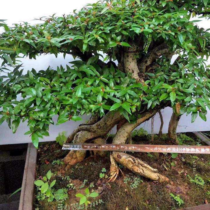 水杨梅盆景怎么上盆整姿的方法