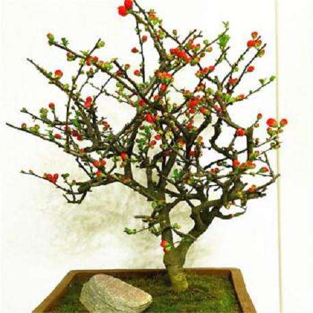 海棠盆景怎么养护管理与观赏