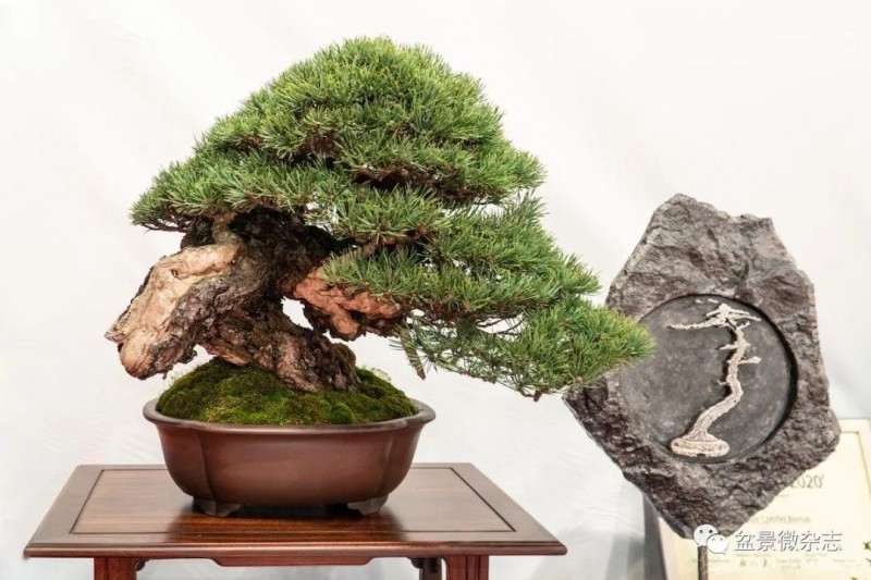 盆景怎么题名的2个方法