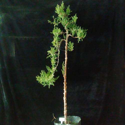 刺柏盆景怎么养护的8个注意事项