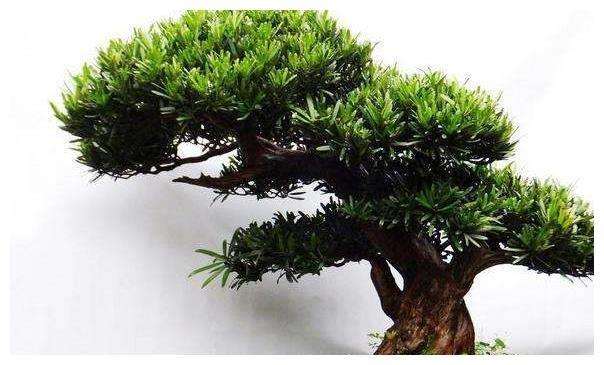 罗汉松盆景怎么养护管理的4个方法