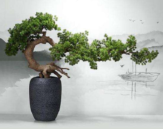 罗汉松盆景怎么上盆造型的2个方法