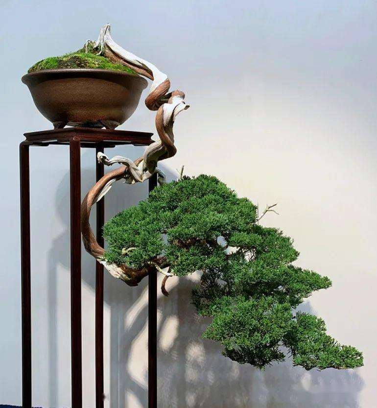 盆景新桩夏秋怎么管理的要点