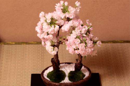盆栽樱花怎么管理的措施