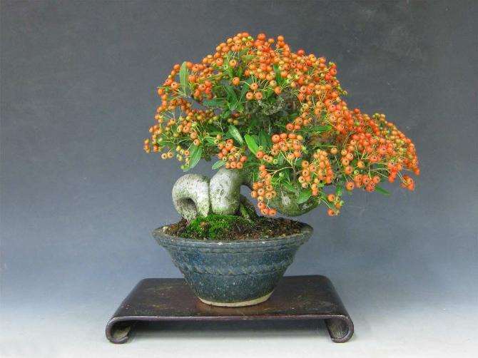 火棘盆景怎么防病治虫的方法