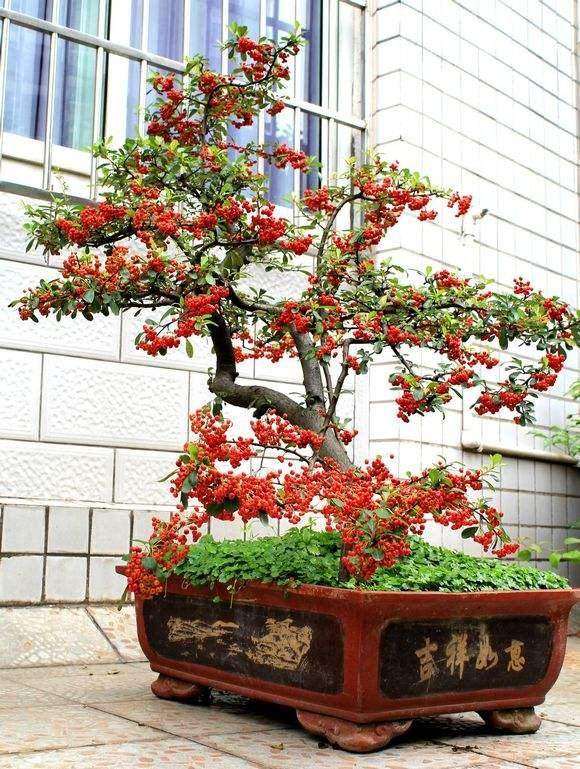 火棘盆景怎么裁桩和定植的方法