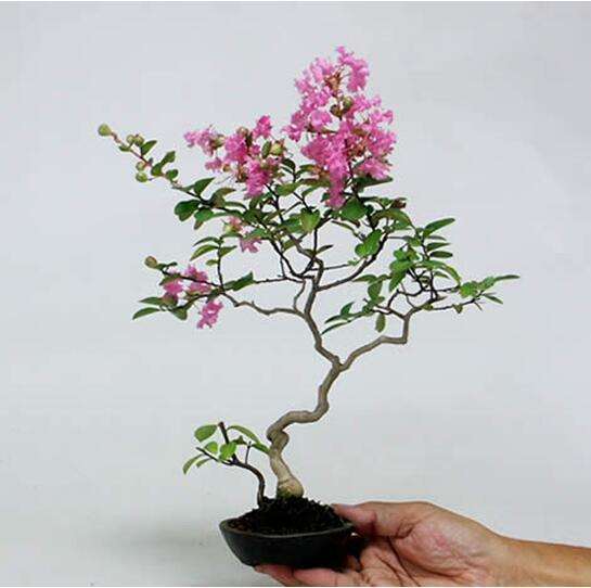 紫薇盆景病虫害怎么防治的方法