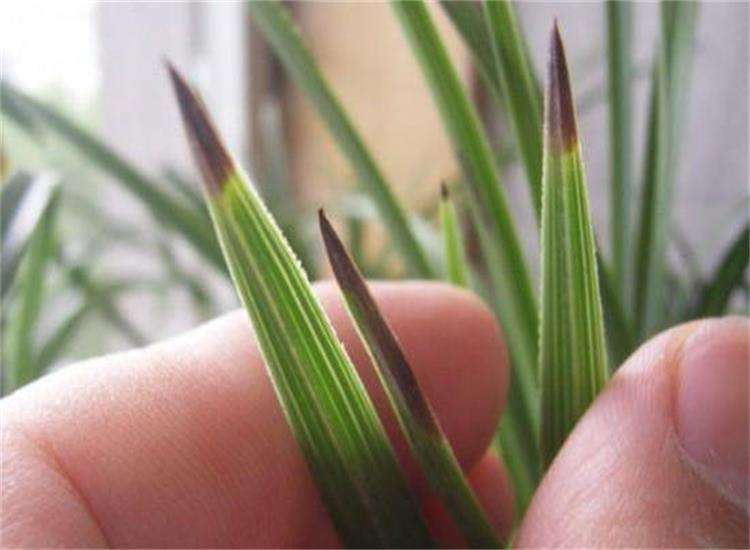 兰花叶尖枯焦的致因与怎么防治