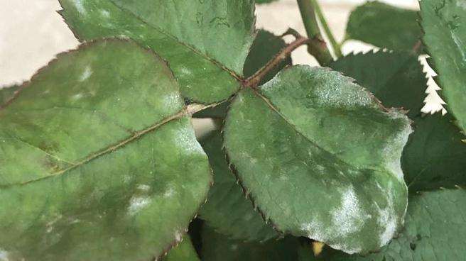 切花月季白粉病怎么防治的方法