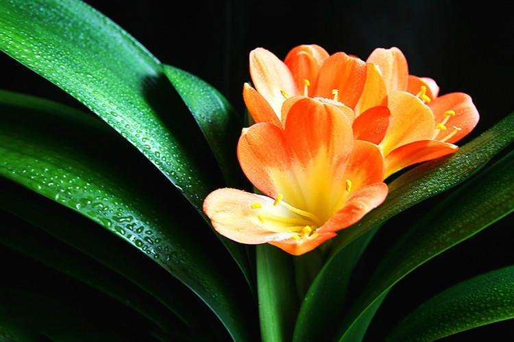 浅析造成君子兰烂根的原因