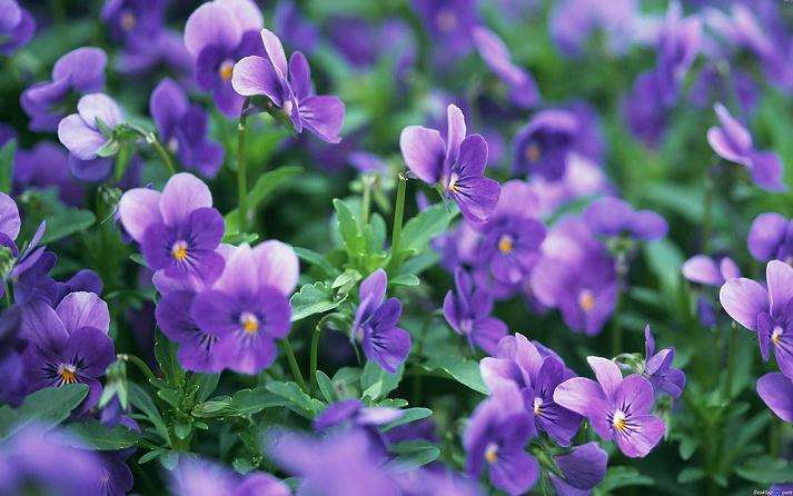 紫罗兰常见病害及防治的方法