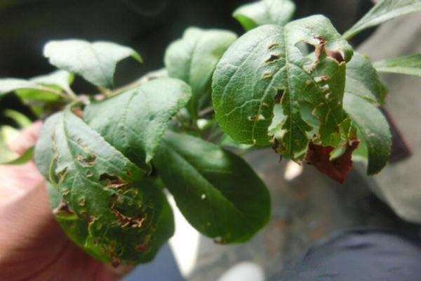 怎样防治花卉病害的3个方法