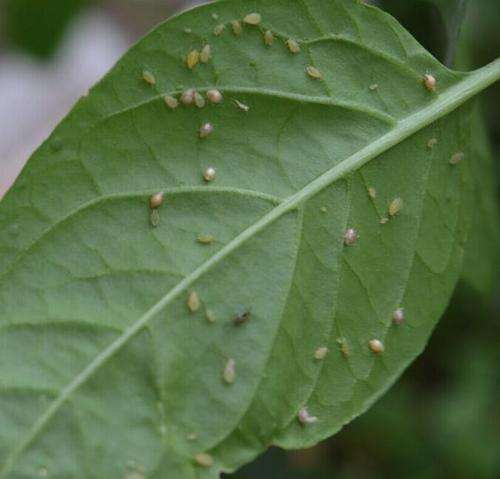 对症下药防治花卉病虫害的方法