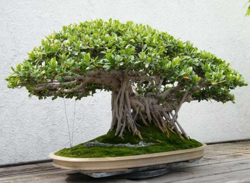 怎么培养榕树盆景的气根与板根