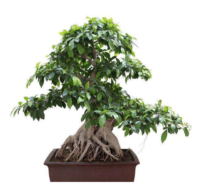 怎么培养苍老的榕树盆景的7个方法