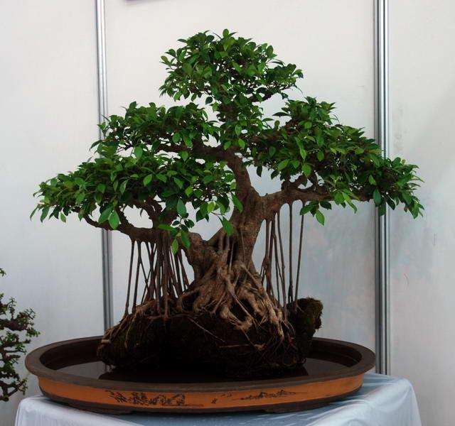 榕树盆景怎么嫁接印度榕 日本榕