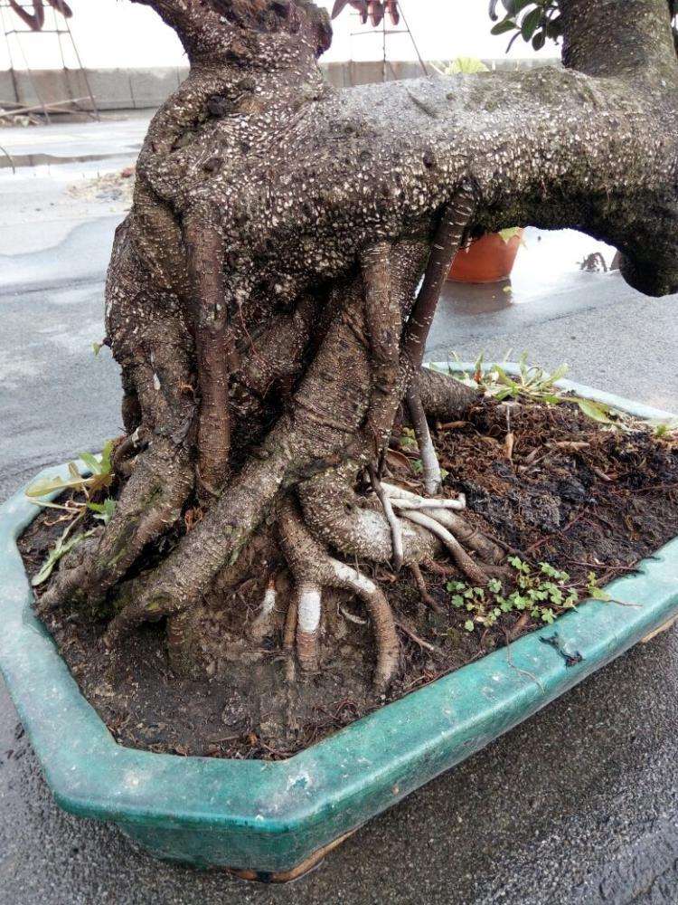 怎么给榕树盆景补根的4个方法