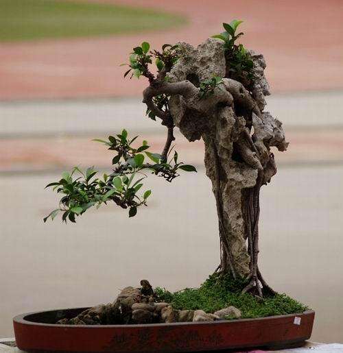 制作盆景的最好的植物是什么