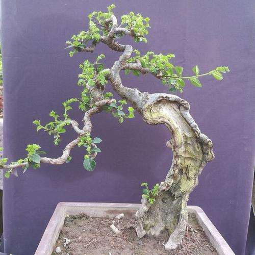 下山桩生桩怎么假植和疏剪的方法