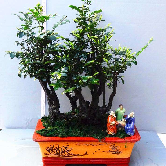 下山桩生桩怎么假植和疏剪的方法